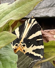 Euplagia quadripunctaria