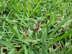 Helicorthomorpha