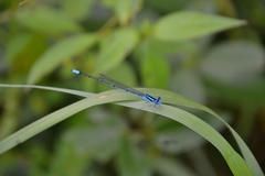 Pseudagrion malabaricum