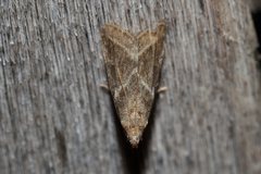 Nyctegretis triangulella