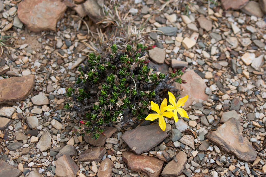 Menodora pulchella