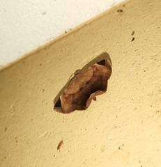 Psimada quadripennis