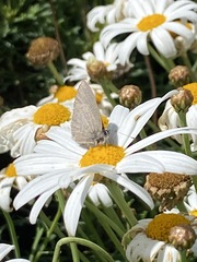 Pseudonacaduba sichela sichela