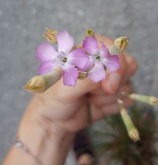 Dianthus caryophyllus