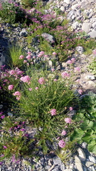 Centranthus angustifolius