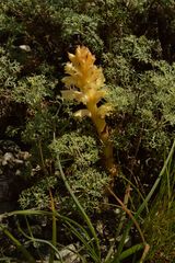 Orobanche serbica