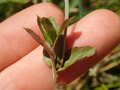 Epilobium insulare