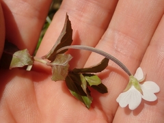 Epilobium insulare