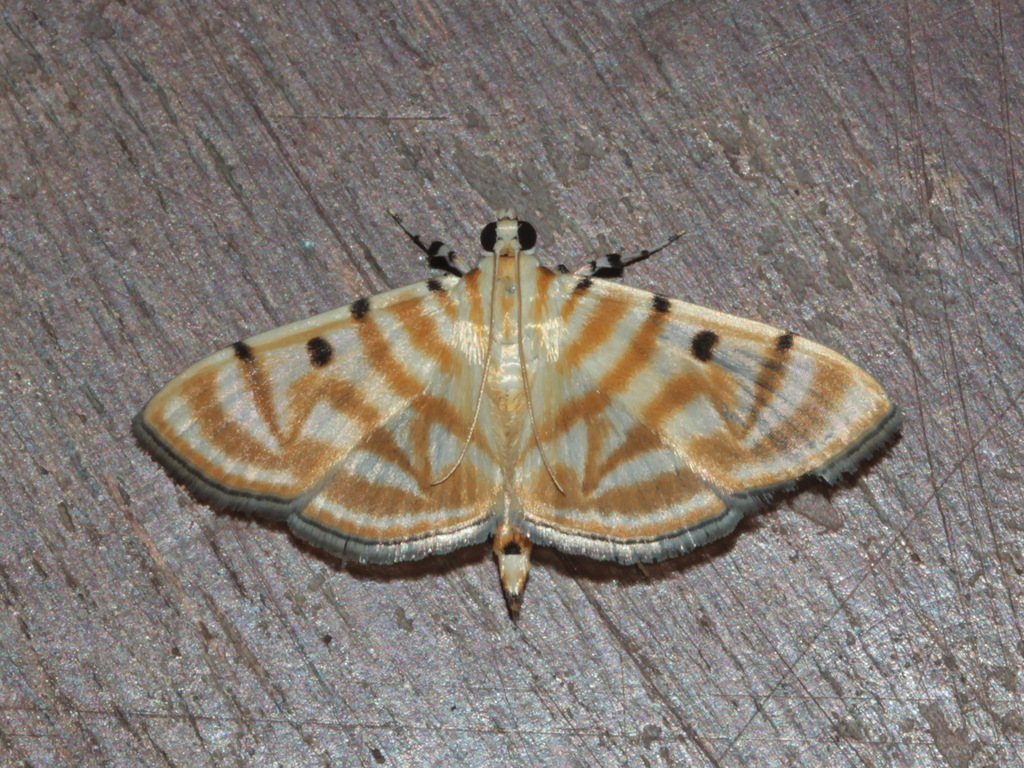 Orthospila