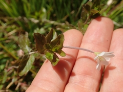 Epilobium insulare