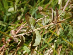 Epilobium insulare
