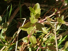 Epilobium insulare