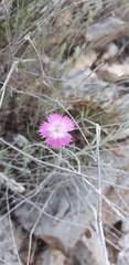 Dianthus caryophyllus