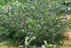 Echium vulgare