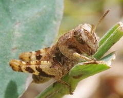 Calliptamus italicus