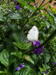 Dismorphiinae