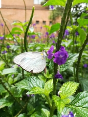 Dismorphiinae