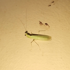 Eomantis