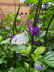 Dismorphiinae