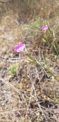 Dianthus ciliatus