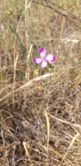 Dianthus ciliatus