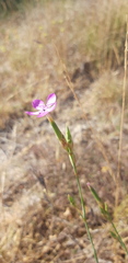 Dianthus ciliatus