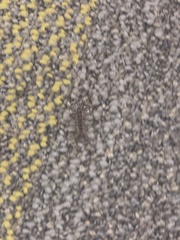 Scutigera coleoptrata