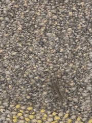 Scutigera coleoptrata
