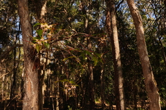 Dendrobium tetragonum melaleucaphilum