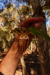 Dendrobium tetragonum melaleucaphilum