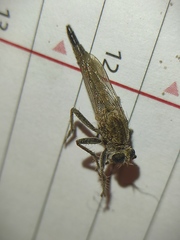 Apoclea