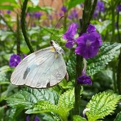 Dismorphiinae