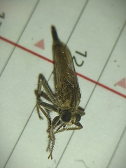 Apoclea