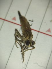 Apoclea