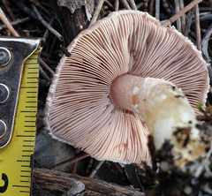 Agaricus austrovinaceus
