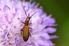 Chrysanthia viridissima