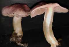 Agaricus austrovinaceus