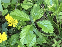 Ranunculus macranthus