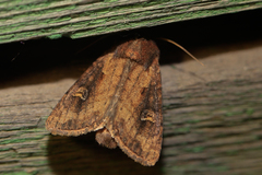 Resapamea hedeni