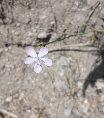 Dianthus ciliatus