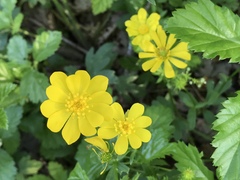 Ranunculus macranthus
