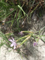 Dianthus ciliatus