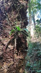 Sarcochilus parviflorus