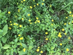Ranunculus macranthus