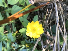 Ranunculus macranthus