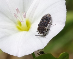 Acmaeoderella flavofasciata flavofasciata