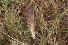Aristida behriana