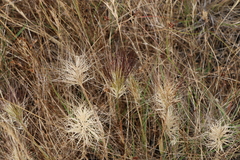 Aristida behriana