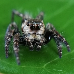 Salticidae