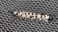 Yponomeuta internellus